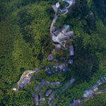 Таємничий Колісний Ліс в Японії – Результат 50-річного Експерименту