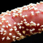 Фотограф робить ’Архі-делікатесні’ фотографії з усього світу