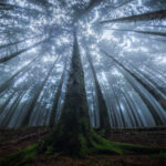 Дерев’яна скульптура “Аніма” від Даніела Поппера у Лас-Вегасі