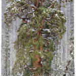 Фотограф Утілює Магічну Красу Погляду Знизу Догори У Лісі